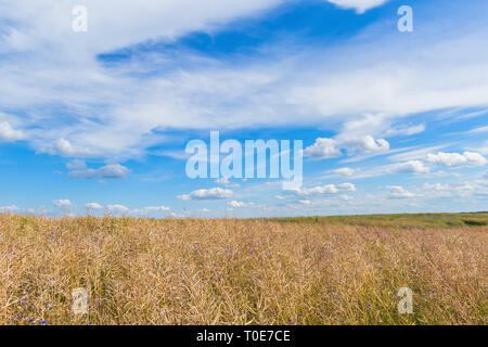 Agricultural field with rapeseed and cornflowers and a clear blue sky with clouds Stock Photo
