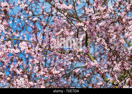 Cherry tree blossom, kent, uk Stock Photo