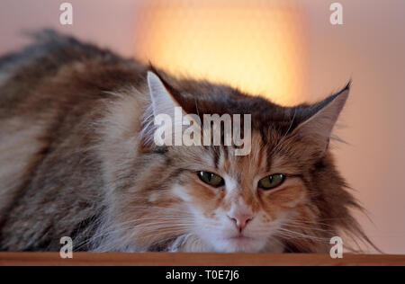 Norwegian forest cat female resting indoors on a table Stock Photo