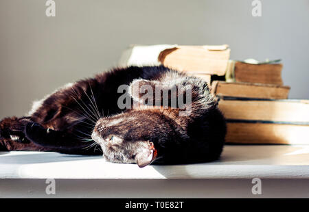 Black cat lying on white table, stack of old books on background Stock Photo