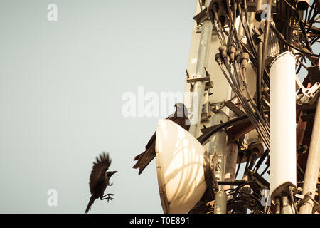 Two Birds spotted on a High-Voltage Transformer. Birds don't get shocked as they are not a good conductors of electricity. Stock Photo