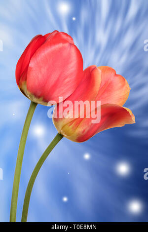 A pair of beautiful flowers on an abstract sparkling background. Stock Photo