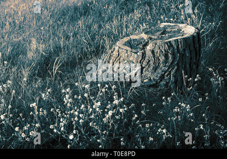 Stump of an old tree among the grass and wildflowers. Stock Photo