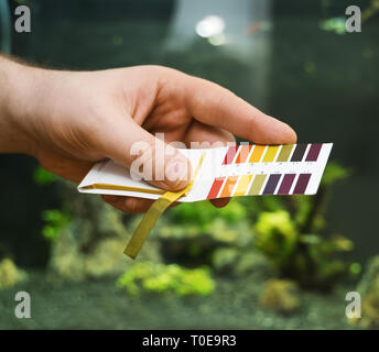 Male hand holding PH tests in front of freshwater aquarium. Stock Photo