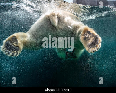 Action closeup of polar bear with big paws swimming undersea with bubbles under the water surface in a wildlife zoo aquarium Stock Photo
