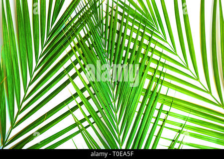 Tropical green palm leaves on white background. Isolated Stock Photo