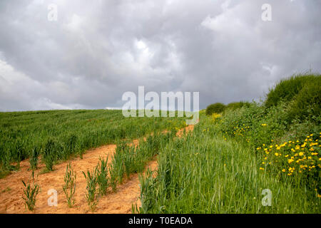 A field of green wheat against the backdrop of a stormy sky. Sideways yellow flowers and bushes. Stock Photo