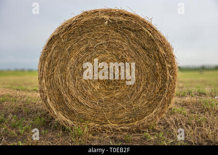 Hay stacks on green field Stock Photo