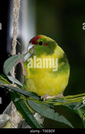 A kakariki, a parrot or parakeet from New Zealand Stock Photo