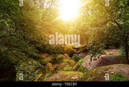 Sunny green forest in summer with big rocks in Huelgoat, France Stock Photo