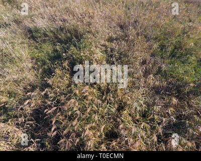 Reed beds in autumn top view. Reed beds in autumn top view. Stock Photo