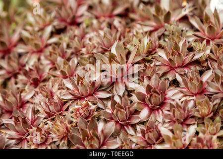 Macro photo of sempervivum plant.   Botanical name sempervivum arachnoideum. Stock Photo