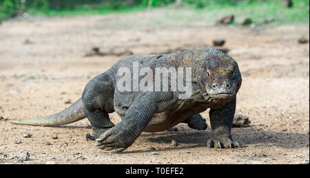 Walking komodo dragon, front view. Close up. Scientific name: Varanus Komodoensis. Natural habitat.  Indonesia. Rinca Island. Stock Photo