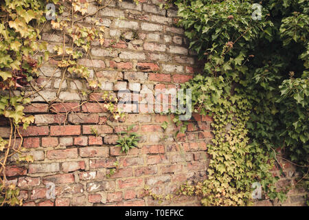 A Brick wall texture background with moss growing in the cracks Stock Photo