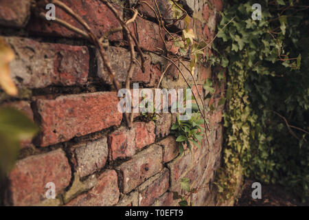 A Brick wall texture background with moss growing in the cracks Stock Photo