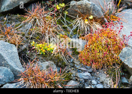 green mosses, light grass, lichens, covered Rocks, This is the only vegetation on Svalbard, Arctic, Norway Amazing natural background Stock Photo