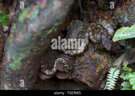 Malabar pit viper (Trimeresurus malabaricus)  is well camouflaged snake resting on a tree branch found during the monsoon season in Agumbe rainforest Stock Photo