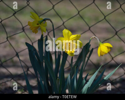 Daffodil flowers in the garden, Narcissus pseudonarcissus Stock Photo