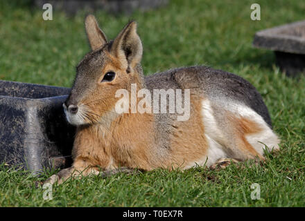 Mara (dolichotis patagonum) Stock Photo