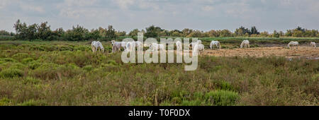 White Camargue horses grazing in the pasture. Camargue horses in the countryside, Provence, Bouches-du-Rhône, France Stock Photo