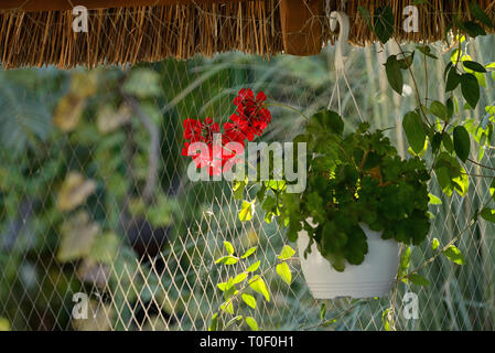 red geranium flowers in pot hang on roof Stock Photo