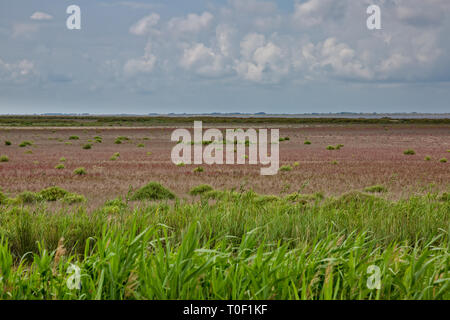 The colors of the Camargue. Marshland in the Camargue at La digue à la mer, Provence, Bouches-du-Rhône, France Stock Photo