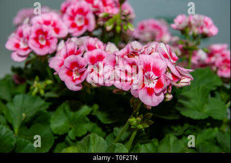 Large shrub of two-color pink geranium with flowers and buds. Close-up. Stock Photo