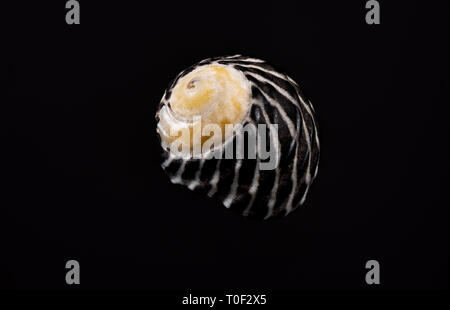Macro image of a shell on black background Stock Photo