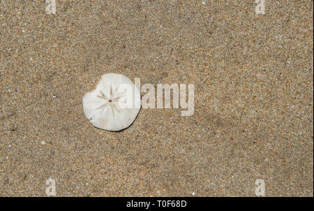 Sand dollar on the beach at the Casuarina Coastal Reserve in Casuarina, Australia Stock Photo