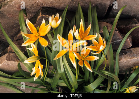 Tulipa Tarda  Tulipa dasystenon growing in rockery border  Star shaped flowers in early to mid spring  Miscellaneous group Division 15 Stock Photo