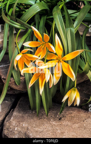 Tulipa Tarda   Tulipa dasystenon growing in rockery border  Star shaped flowers in early to mid spring  Miscellaneous group Division 15 Stock Photo