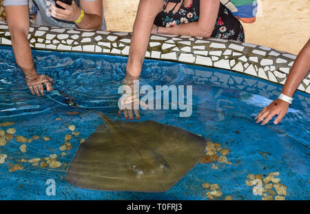 Praia do Forte, Brazil - 31 January 2019: people caressing breed fish on Project Tamar tank at Praia do Forte in Brazil Stock Photo