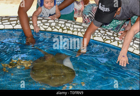 Praia do Forte, Brazil - 31 January 2019: people caressing breed fish on Project Tamar tank at Praia do Forte in Brazil Stock Photo
