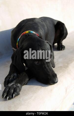 Large shiny black dog lying down and relaxing on a white marble floor Stock Photo