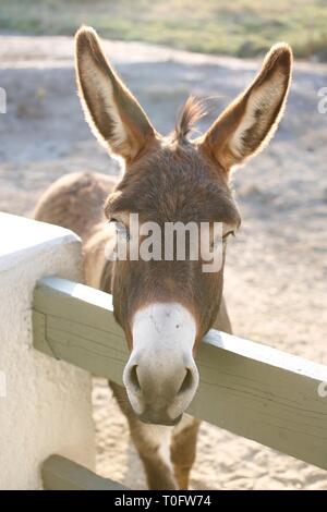 Pretty young brown and white donkey close up of head leaning over fence in the South of France Stock Photo