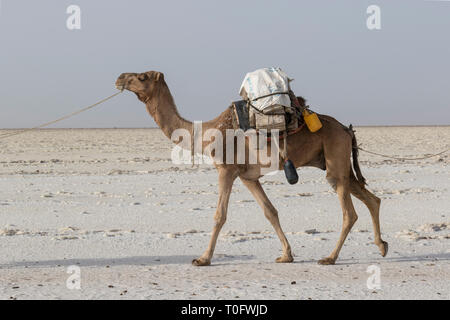 Danakil, Ethiopia, February 22 2015 : A Camel transports salt blocks in the hot and inhospitable Danakil desert to the next village in Ethiopia Stock Photo