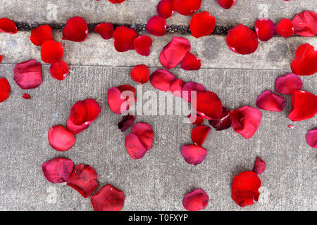 Red rose petals scattered on a grey concrete sidewalk Stock Photo