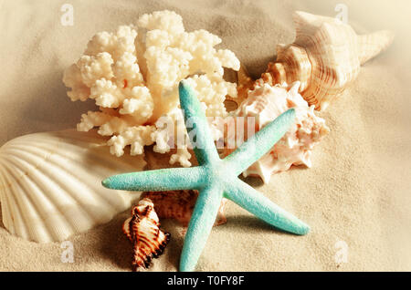 Sea shells with sand as background. Sashells and starfish. Stock Photo