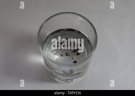 Germinating Papaya Seed In Water Stock Photo Alamy