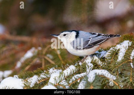 White-breasted nuthatch perched on a snow-covered spruce tree. Stock Photo