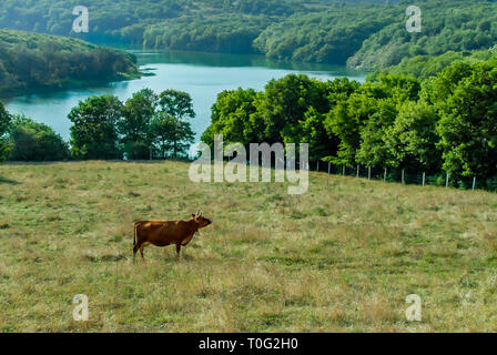 Istanbul, Turkey, 22 May 2006: Cow in Grass with the view of the dam Stock Photo