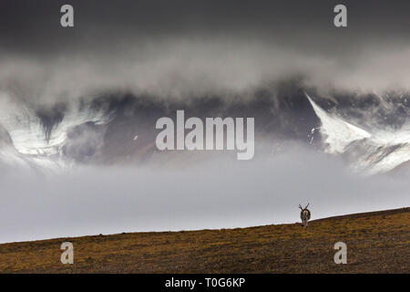 Svalbard reindeer standing on the tundra in Fall at Svalbard, Majestic mountains with deep hanging clouds, Spitzbergen, Norway Stock Photo