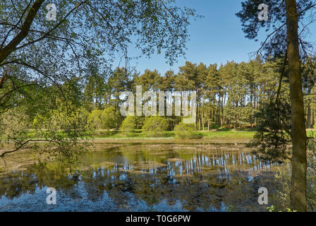 Morning sunlight across a small lake in Swindon, Wiltshire Stock