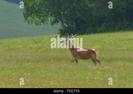 Flock of Deer stag with growing antler grazing the grass Stock Photo