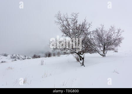 A dead lone tree is covered by snowfall in a winter landscape, with a wooden fence around a snow covered field in Tannourine Cedar reserve, Lebanon. Stock Photo