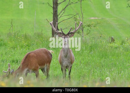 Flock of Deer stag with growing antler grazing the grass Stock Photo