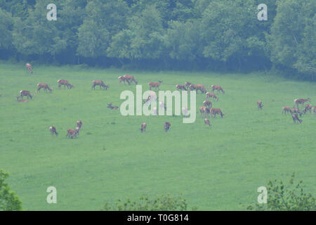 Flock of Deer stag with growing antler grazing the grass Stock Photo