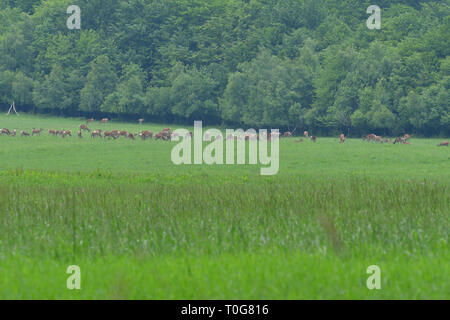 Flock of Deer stag with growing antler grazing the grass Stock Photo