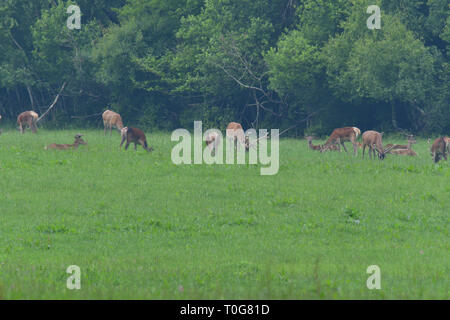 Flock of Deer stag with growing antler grazing the grass Stock Photo