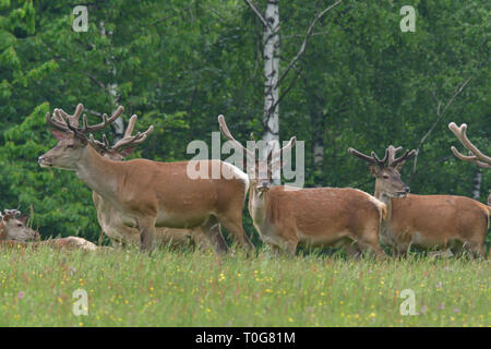 Flock of Deer stag with growing antler grazing the grass Stock Photo